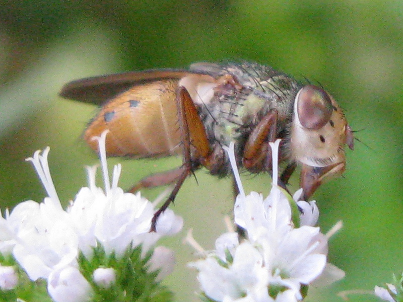 Rhyncomya sp  (Calliphoridae)